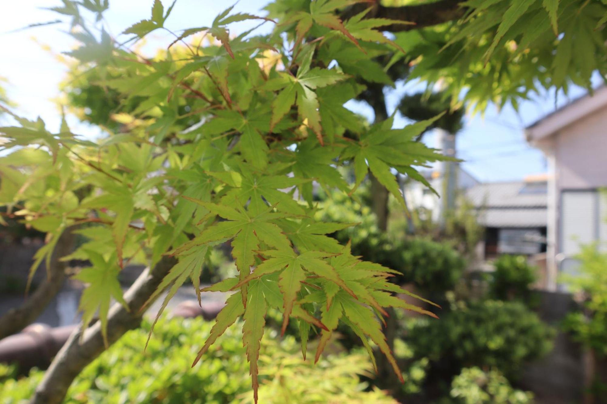 Villa 立花荘 Matsuyama  Exterior foto